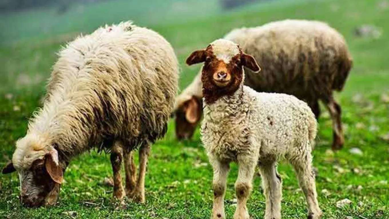 Multi-twin sheep breeding