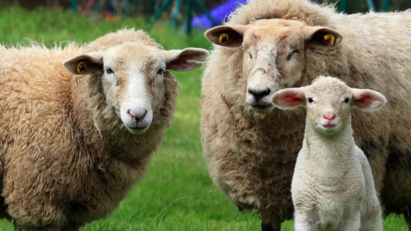 Multi-twin sheep breeding
