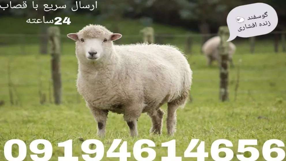 Afshari live sheep