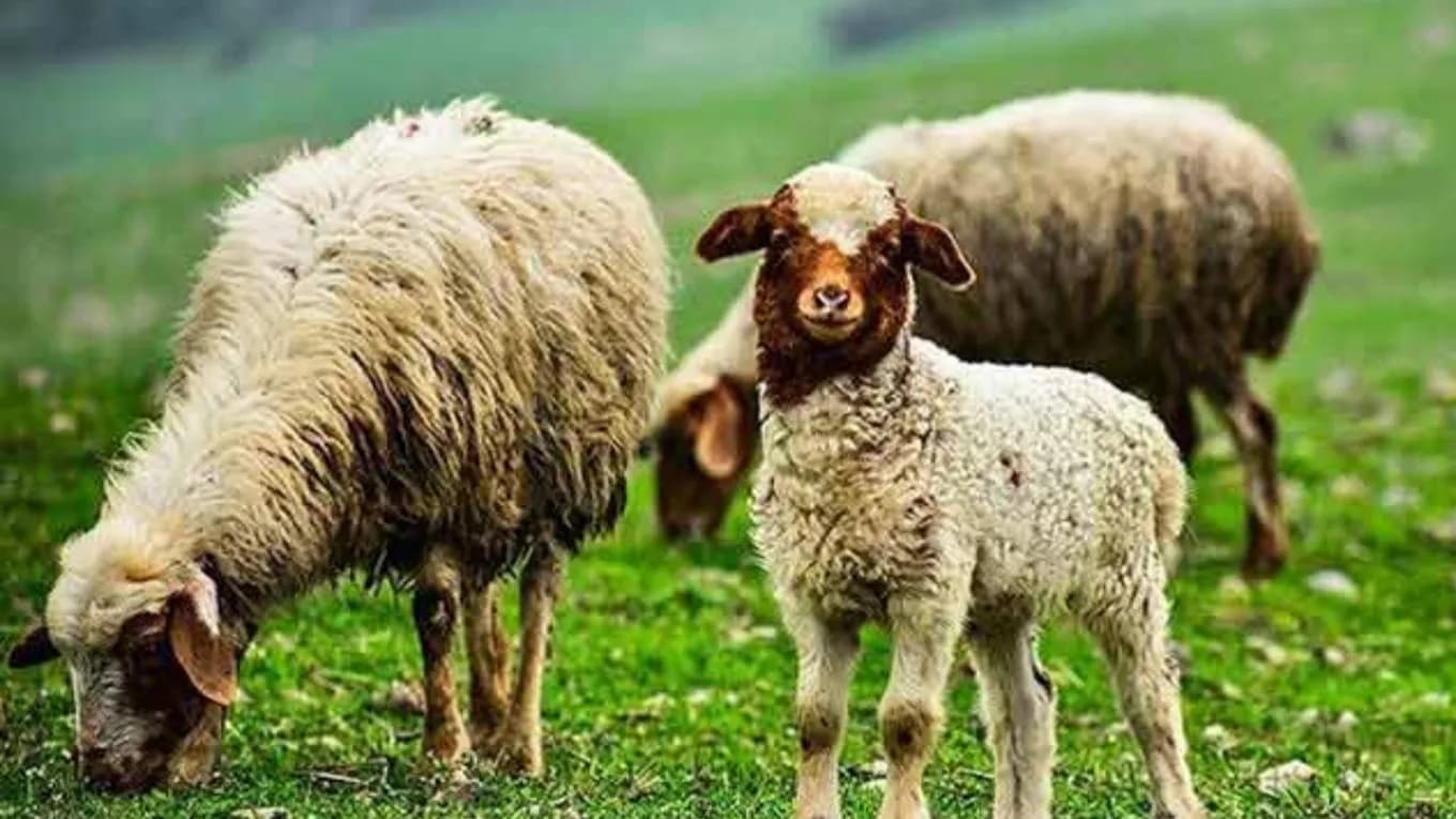 ویژگی فضای نگهداری و پرورش گوسفندان