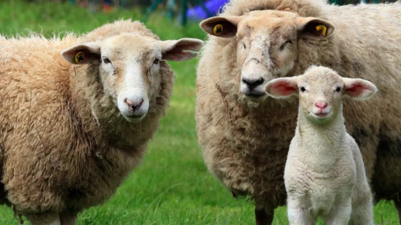 ویژگی فضای نگهداری و پرورش گوسفندان